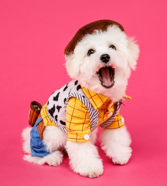 Dog in a Cute Costume
