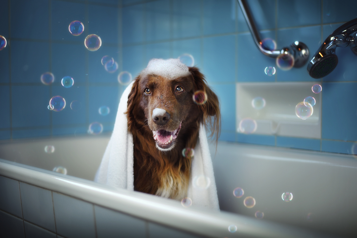 Dog in the Bath Tub for a Shower