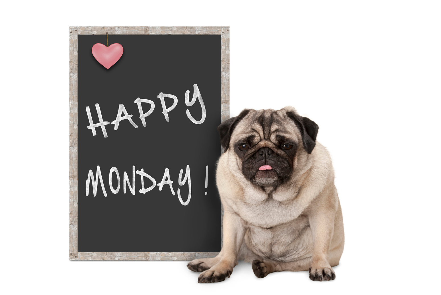 cute grumpy pug puppy dog with bad monday morning mood, sitting next to blackboard sign with text happy monday
