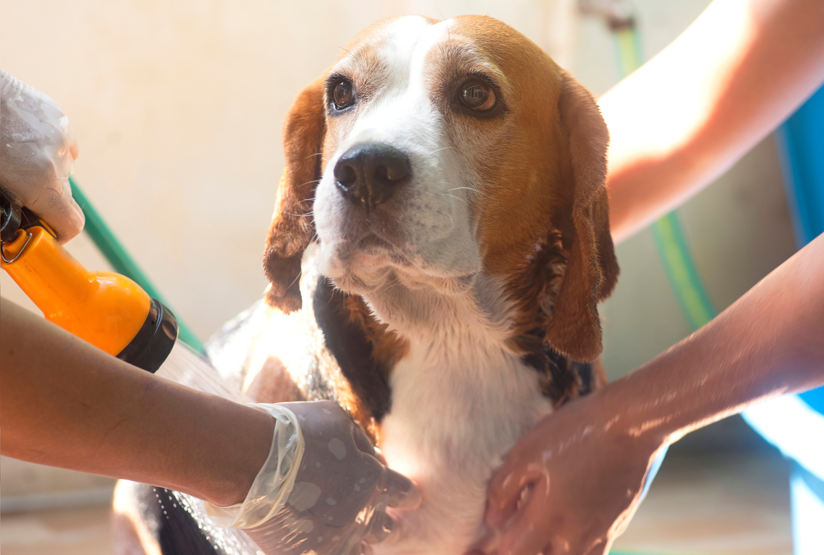 Relaxing bath foam to a Beagle dog