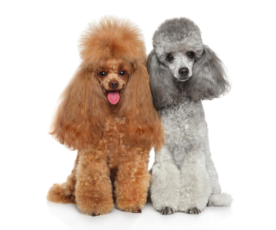 Two groomed Toy Poodles together
