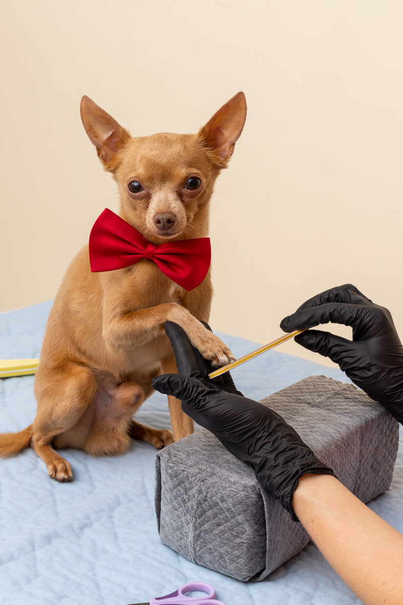 Trimming dogs nail. Pedigree Senior Dog Toy Terrier's Lifestyle. Professional trim pet nails.