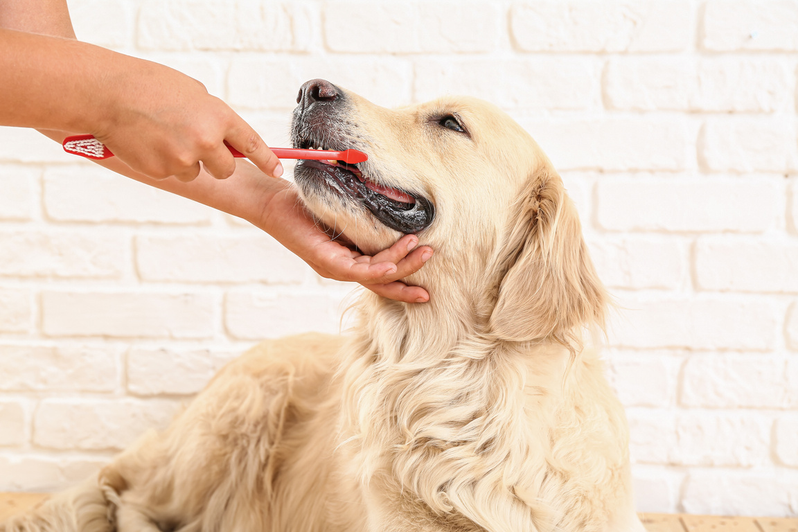 Owner Brushing Teeth of Cute Dog at Home