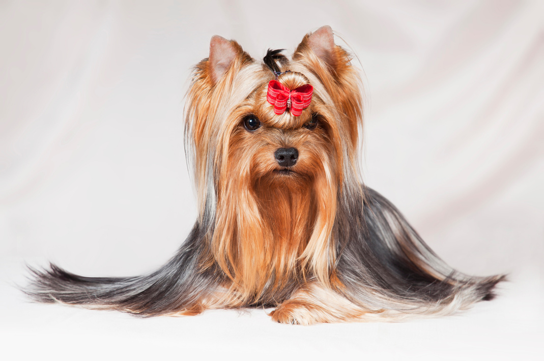 little long-haired dog Yorkshire Terrier with a red bow