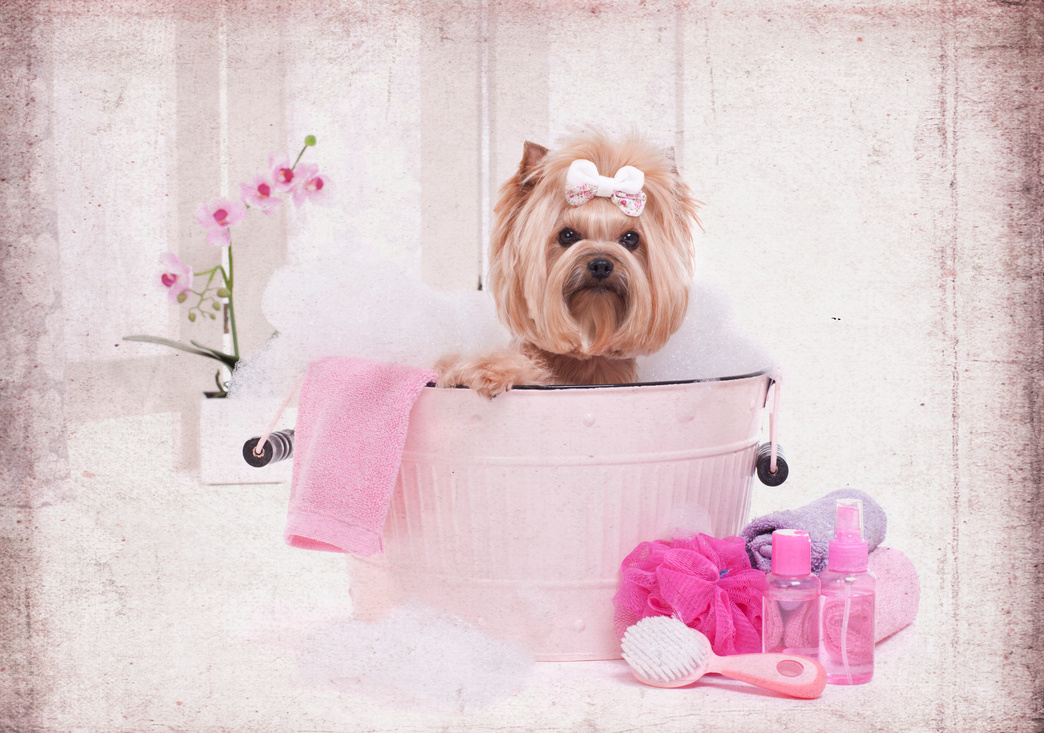 Yorkshire Terrier Dog Day at the Pet Grooming Salon Spa