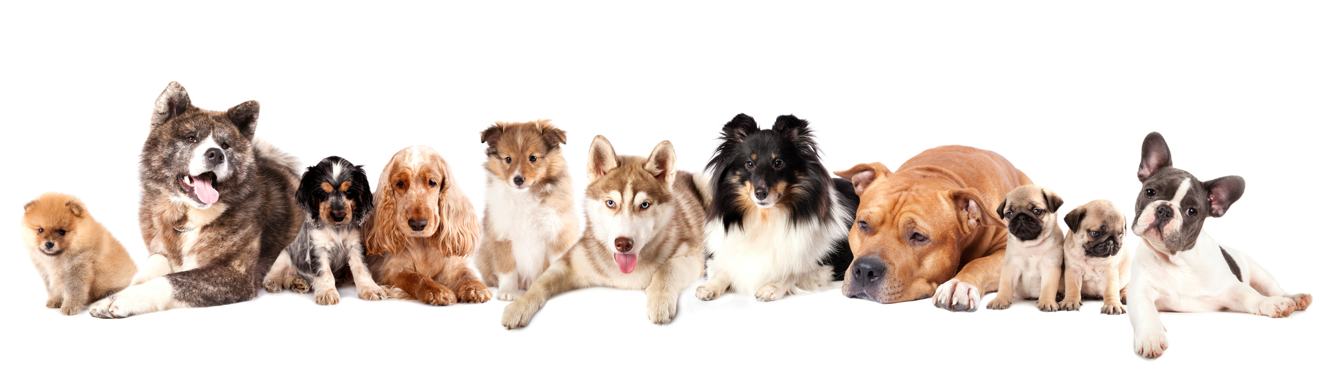 Different breeds of Group dogs