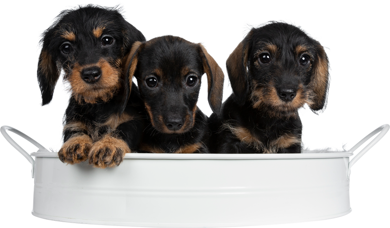 Three Black Puppies in a White Pan Cutout