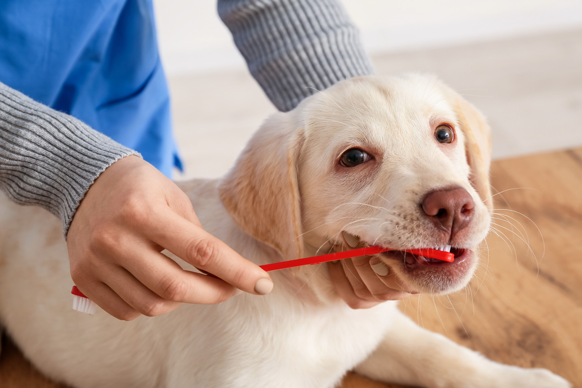 Veterinarian Brushing Teeth of Labrador Puppy in Clinic