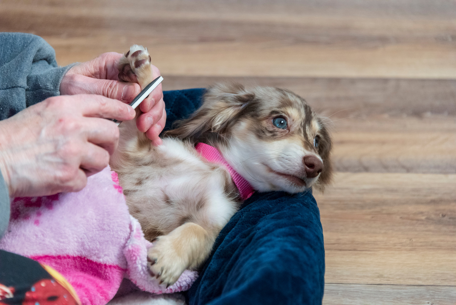 Grooming Mini Doxie Dachshund Puppy Nail Trim Manicure Pedicure