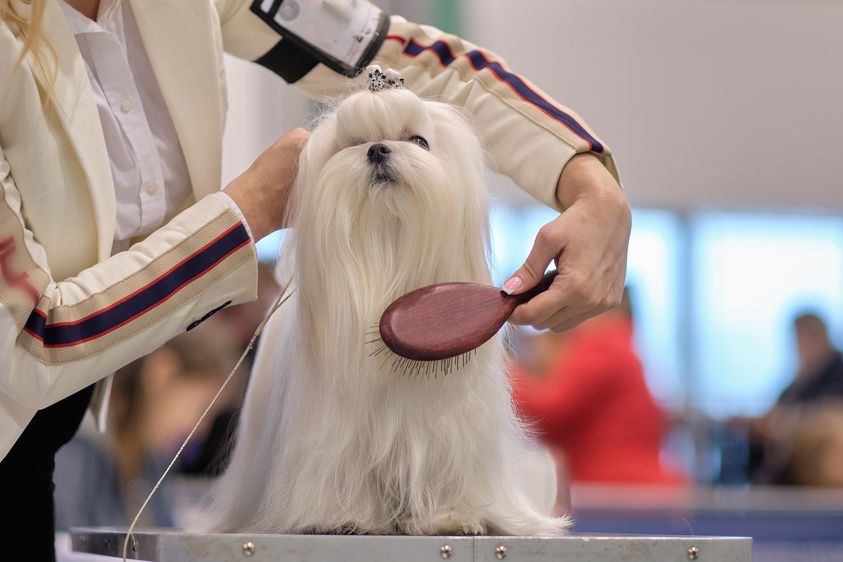 A woman's hand brushes a Maltese lapdog with a brush