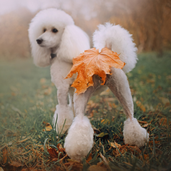 funny white poodle dog with fallen leaf on butt, rear view