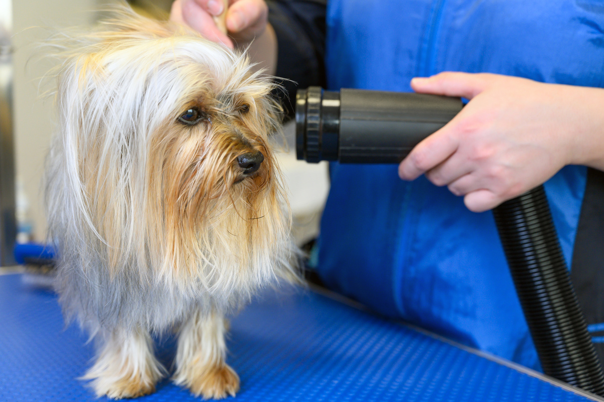 Yorkshire Terrier Dog Being Groomed