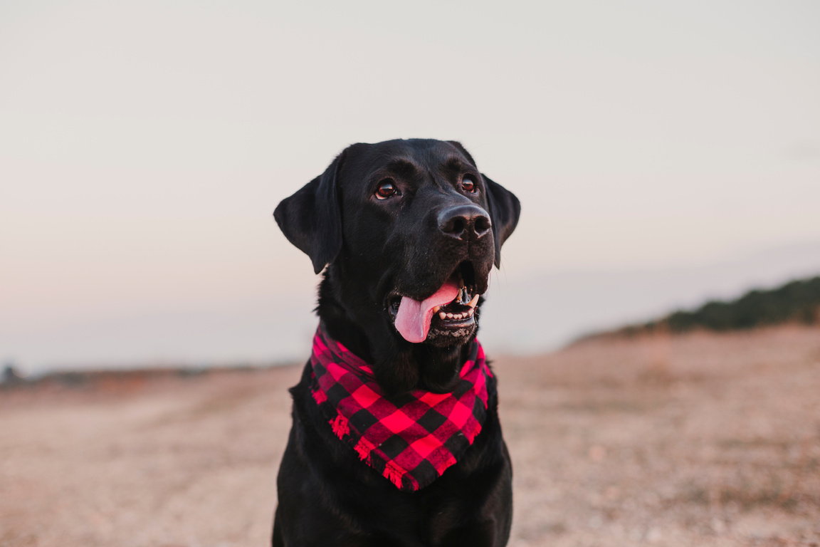 Black Labrador Dog with Red and Black Plaid Bandana