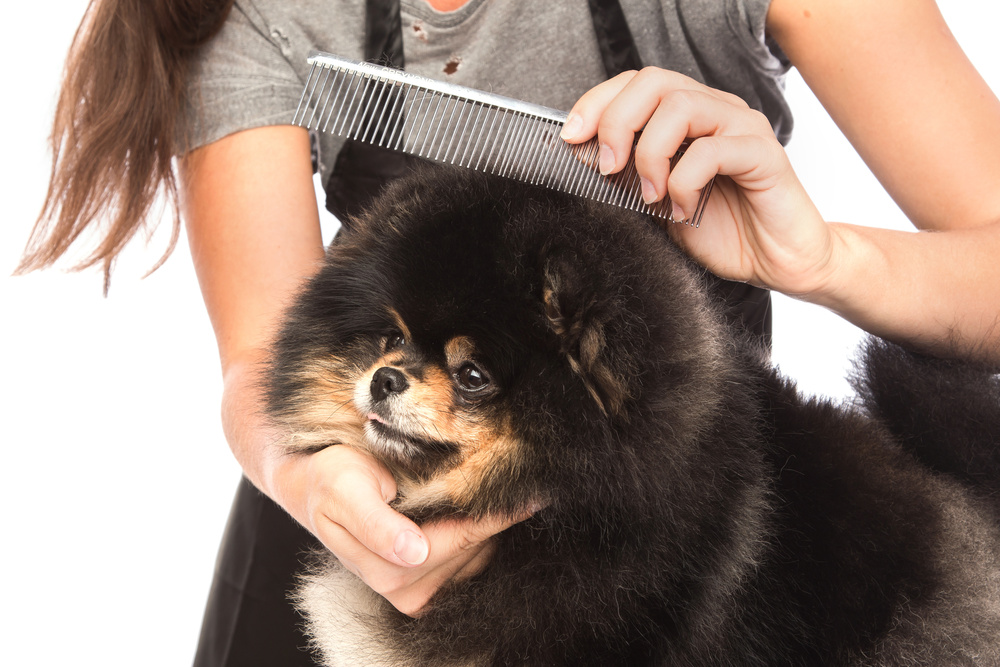 Combing a Dog