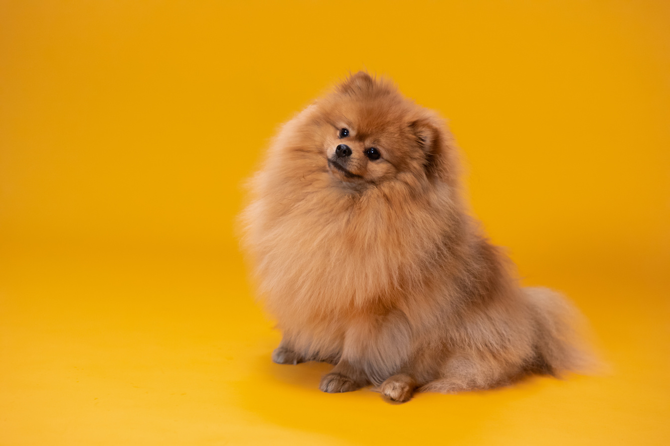 Brown Pomeranian Dog