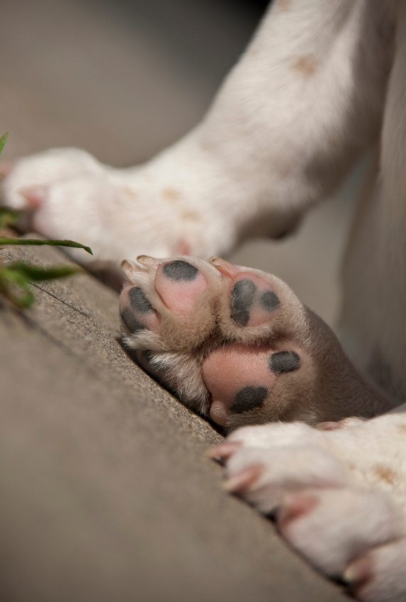 Spotted Dog Feet